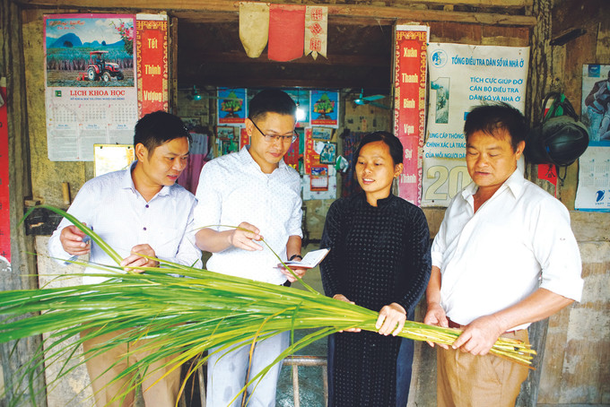 កម្មាភិបាលកសិកម្មស្រុក បាវឡាក (ខេត្ត កាវបាំង) ណែនាំបងប្អូនជនជាតិនៅឃុំ កូបា អំពីវិធីសាស្រ្តដាំដុះ ប្រមូលផលនិងរៀបចំទុកដាក់ស្មៅធ្វើជាចំណីគោ ស្វែងរកទិសដៅរួចផុតពីភាពក្រីក្រសម្រាប់ប្រជាជននៅឃុំ កូបា ảnh 2