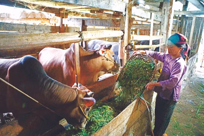 ស្វែងរកទិសដៅរួចផុតពីភាពក្រីក្រសម្រាប់ប្រជាជននៅឃុំ កូបា ảnh 1