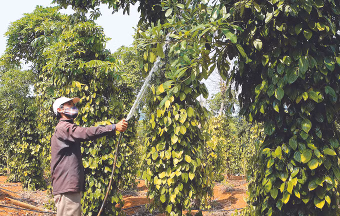 វិធីសាស្ត្របច្ចេកទេសគ្រប់គ្រងមួយចំនួនសម្រាប់ជំងឺងាប់លឿន ជំងឺងាប់យឺតលើដំណាំម្រេច ảnh 2