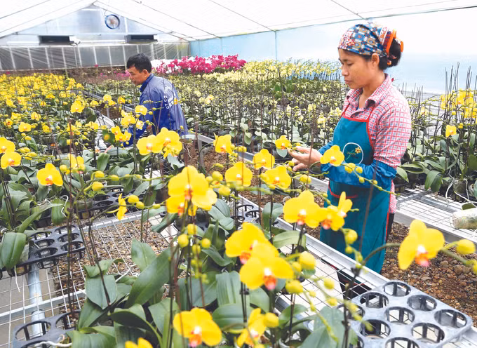 ស្រុក ដានភឿង ឆ្ពោះទៅរកស្រុកជនបទថ្មី កម្រិតលើកកម្ពស់ដំបូងគេបង្អស់របស់រដ្ឋធានី ảnh 2