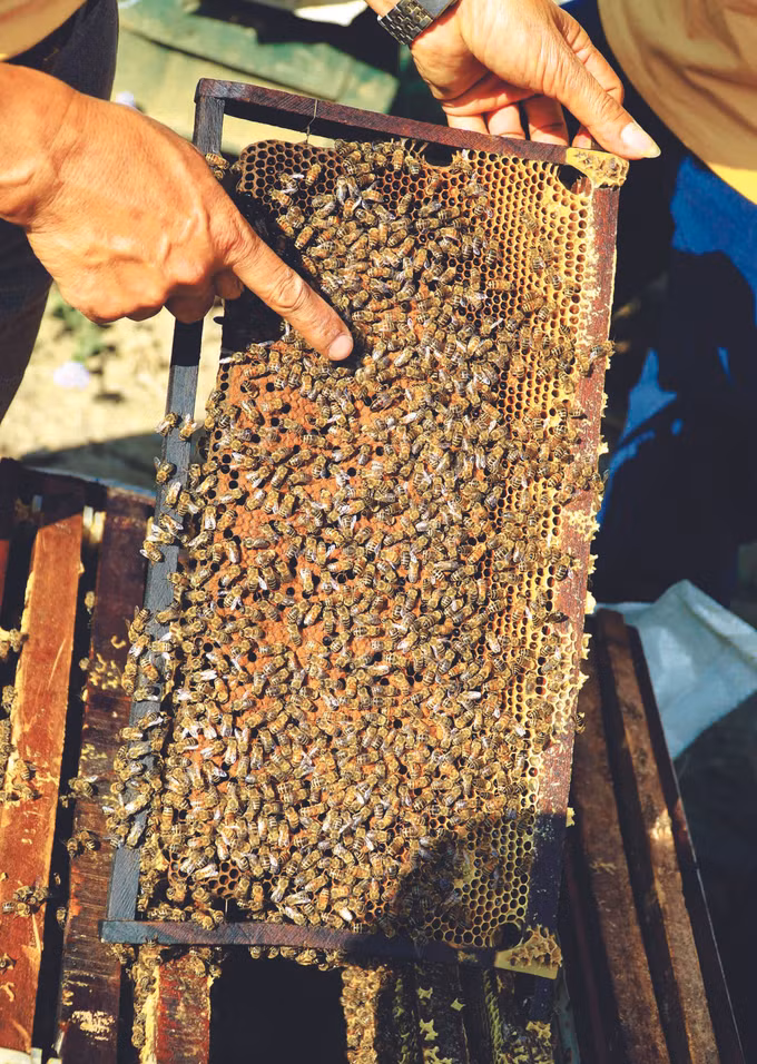 ទឹកឃ្មុំ សាមមឹន ảnh 1