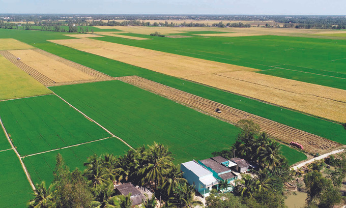 រួមជាមួយបង្គា ស្រូវ - អង្ករគឺជាផលិតផលមួយក្នុង ចំណោមផលិតផលដ៏ចម្បងផ្សេងៗ ជួយអោយប្រជាជននៅស្រុក វិញលើយ រួចផុតពីភាពក្រីក្រឈានឡើងក្លាយជាអ្នកមាន ស្រុក វិញលើយ បន្តចារទំព័រថ្មីក្នុងប្រពៃណីនៃដែនដីកំណើតនៃបដិវត្តន៍ ảnh 2