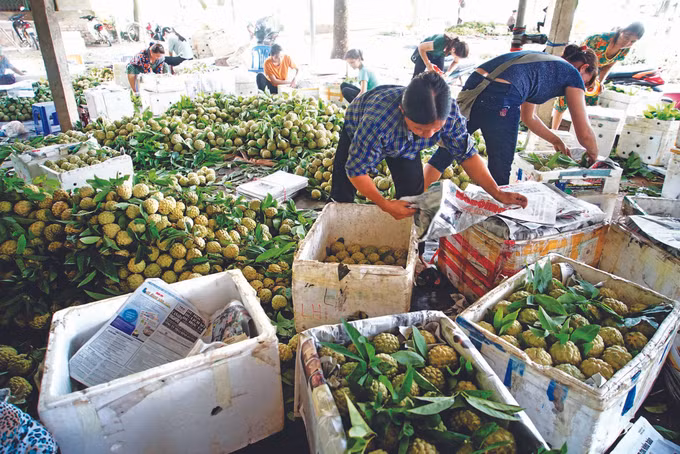 ទៀប ជីឡាំង ផលិតផលពិសេសប្រចាំតំបន់ ảnh 2