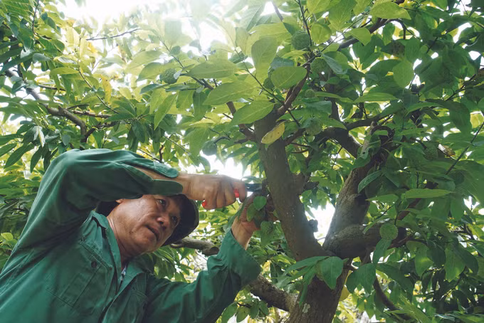 ទៀប ជីឡាំង ផលិតផលពិសេសប្រចាំតំបន់ ảnh 4