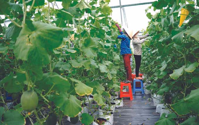 បង្កើតការងាររកស៊ីចិញ្ចឹមជីវិតចីរភាពជូនបងប្អូនជនជាតិ ខ្មែរ នៅស្រុក ទិញបៀន ảnh 5