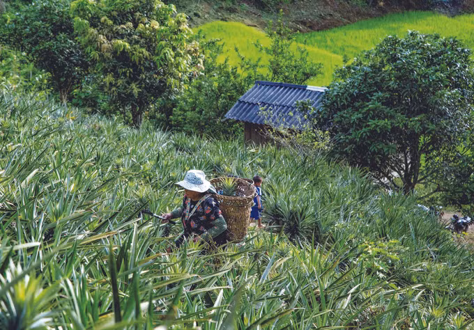 ម្នាស់ - ដំណាំ ជួយឲ្យជនជាតិ ម៉ុង រួចផុតពីភាពក្រីក្រ ảnh 1