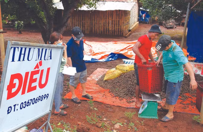 "យកដំណាំរយៈពេលខ្លីចិញ្ចឹមរយៈពេលវែង" ជួយប្រជាកសិករខេត្ត ប៊ិញភឿក កែលម្អប្រាក់ចំណូល ảnh 2