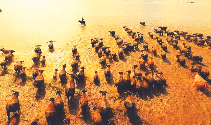 ការចងចាំរដូវលែងក្របី ảnh 1