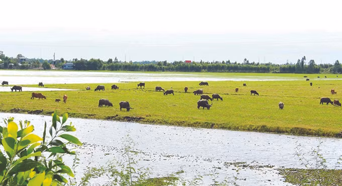 ការចងចាំរដូវលែងក្របី ảnh 3