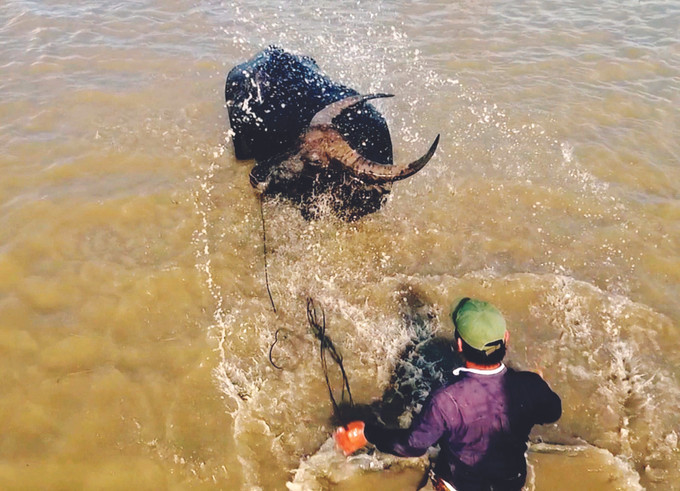 ការជិះក្របីឆ្លងវាលទឹកឡើងដ៏ធំល្វឹងល្វើយ ការចងចាំរដូវលែងក្របី ảnh 2