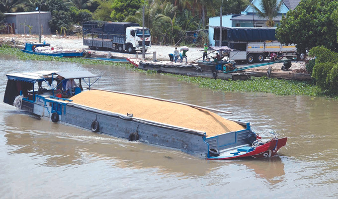 ឈ្មួញប្រមូលទិញ ដឹកជញ្ជូនស្រូវនៅស្រុក ហនដឹត (ខេត្ត គៀនយ៉ាង) គំនិតថ្មីលើវាលស្រែចាស់នៅខេត្ត គៀនយ៉ាង ảnh 6