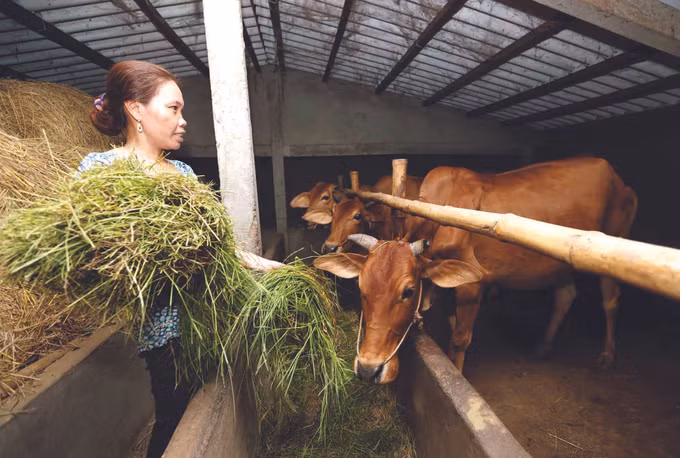 ការផ្លាស់ប្តូរនៅតំបន់បងប្អូនជនជាតិ ខ្មែរ  ស្រុក កូវង៉ាង ảnh 2