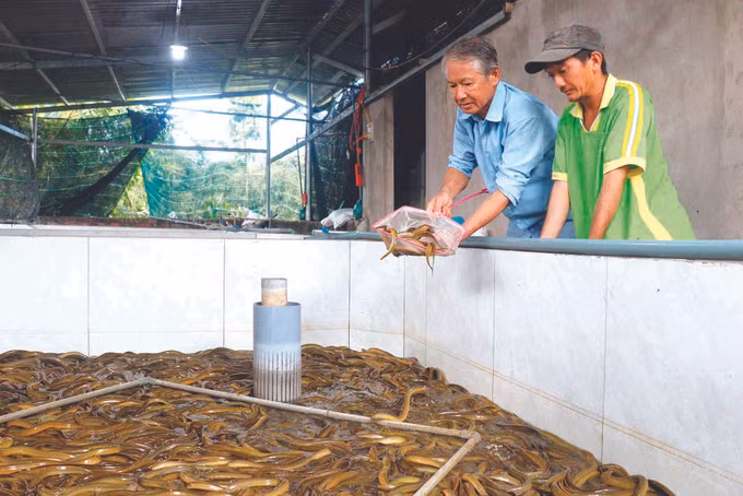 ខេត្ត វិញឡុង អនុវត្តន៍បច្ចេកវិទ្យាខ្ពស់ទៅក្នុងផលិតកម្មកសិកម្ម ảnh 2