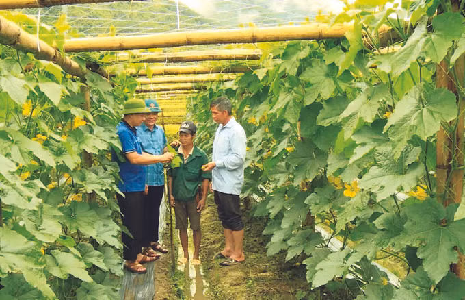 ការដាំដំណាំត្រឡាចជួយអោយប្រជាជនខេត្ត ឡាយចូវ បង្កើនប្រាក់ចំណូល ảnh 3