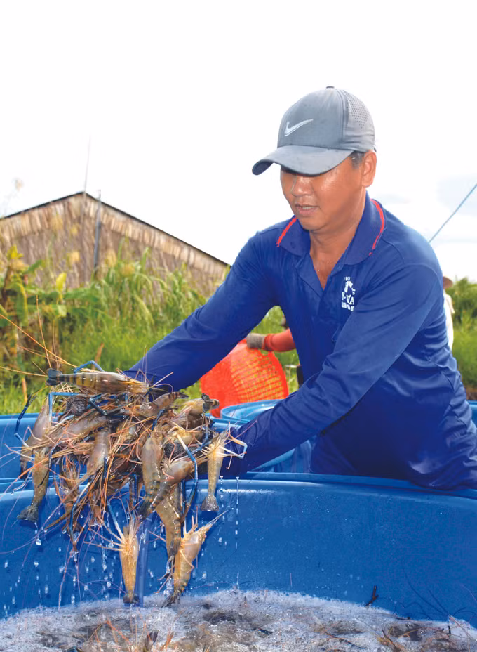 ប្រសិទ្ធភាពគំរូចិញ្ចឹមបង្វិលបង្កង - ស្រូវនៅស្រុក ហុងយ៉ឹន ảnh 3