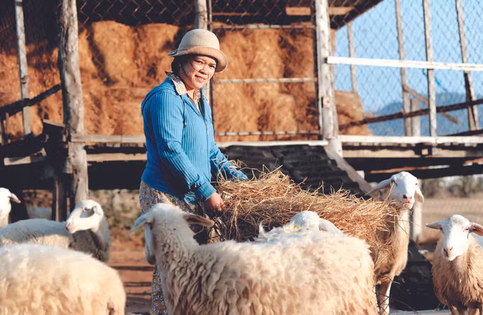 ស៊ន់ហាយ ធ្វើមានផ្តើមពីការចិញ្ចឹមសត្វចៀម ảnh 2