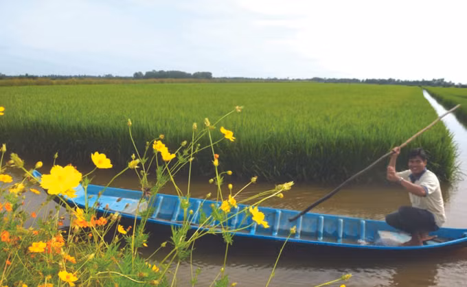 ប្រសិទ្ធភាពគំរូចិញ្ចឹមបង្វិលបង្កង - ស្រូវនៅស្រុក ហុងយ៉ឹន ảnh 2