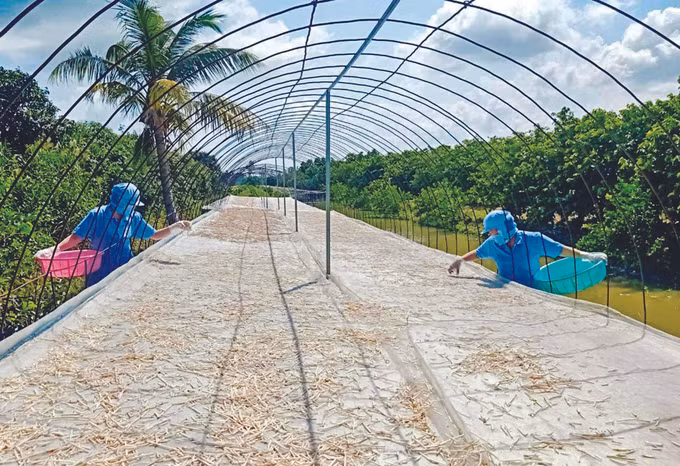 តែទៀបបារាំងរសជាតិផ្អែមតំបន់ទន្លេ ហូវ ảnh 1