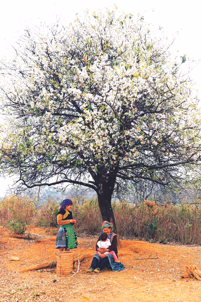 រដូវផ្កាហ័រថននៅលើភ្នំខ្ពស់នៃខេត្ត សឺនឡា ảnh 1