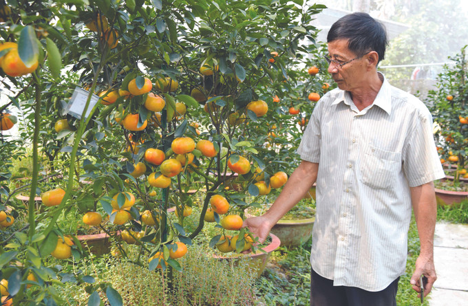 ប្រជាកសិករសុ្រក ឡាយវុង ក្លាយជាអ្នកមានពីកូ្រចឃ្វិចក្រហម ảnh 2