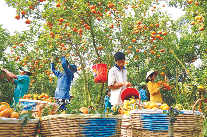 ប្រជាកសិករសុ្រក ឡាយវុង ក្លាយជាអ្នកមានពីកូ្រចឃ្វិចក្រហម ảnh 1