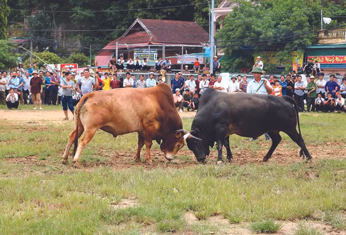 រួចផុតភាពក្រីក្រដោយចិញ្ចឹមសត្វពាហនៈ ảnh 3