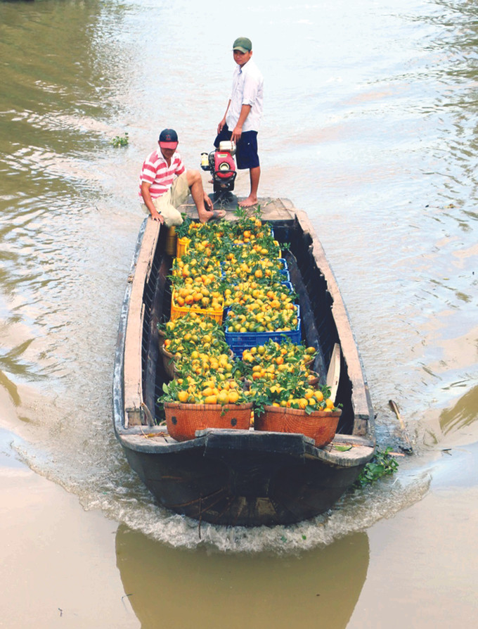 ប្រជាកសិករសុ្រក ឡាយវុង ក្លាយជាអ្នកមានពីកូ្រចឃ្វិចក្រហម ảnh 3