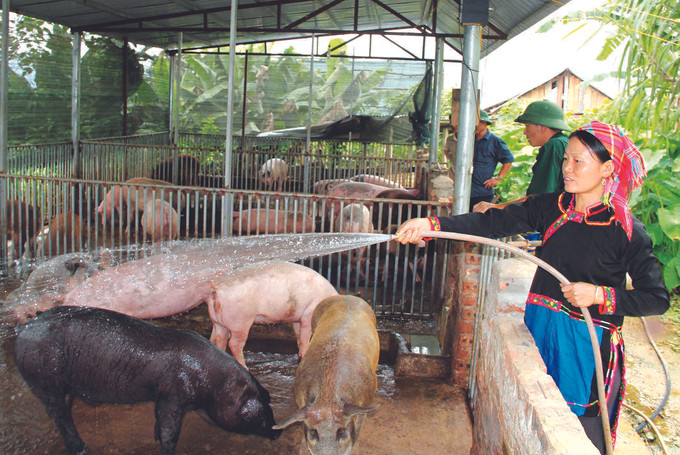 បងប្អូនជនជាតិនៅស្រុកព្រំដែន មឿងតែ (ខេត្ត ឡាយចូវ) ធ្វើបរិវត្តកម្មទម្រង់ចិញ្ចឹមសត្វខ្នាតតូចងាកមកចិញ្ចឹមសត្វលក្ខណៈពាណិជ្ជកម្មដោយប្រមូលផ្តុំពីមួយជំហានទៅមួយជំហាន ការកាត់បន្ថយភាពក្រីក្រនៅតំបន់ "ស្នូល" ព្រំដែន មឿងតែ ảnh 1