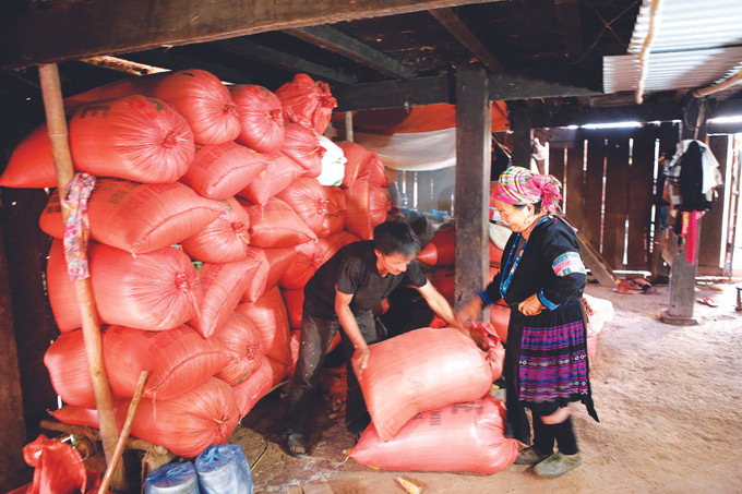 ក្រុមគ្រួសារលោក យ៉ាង ជឺចា នៅភូមិ ណឹមណាន ឃុំ ណឹមម៉ាញ់ ស្រុក ណឹមញូន (ខេត្ត ឡាយចូវ) បន្ទាប់ពីវិលត្រឡប់មកវិញត្រូវបានអាជ្ញាធរមូលដ្ឋានបង្កលក្ខណៈងាយស្រួល រួមជាមួយកូនក្មួយអភិវឌ្ឍសេដ្ឋកិច្ច ជីវភាពរស់នៅស្ថិរភាពជាបណ្តើរៗ ហើយ ទប់ស្កាត់ការផ្លាស់ទីលំនៅដោយខ្លួនឯងនៅស្រុក ណឹមញូន ảnh 3