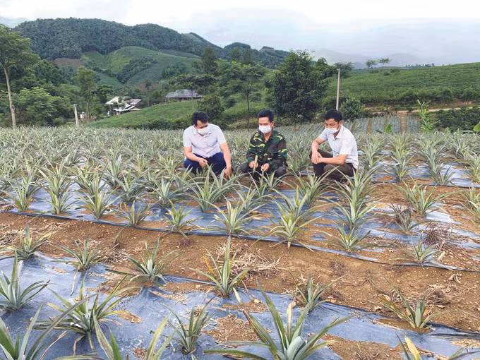 ស្រុក សូបកូប គិតគូរដល់ជីវភាពរស់នៅរបស់បងប្អូនជនជាតិ ảnh 2