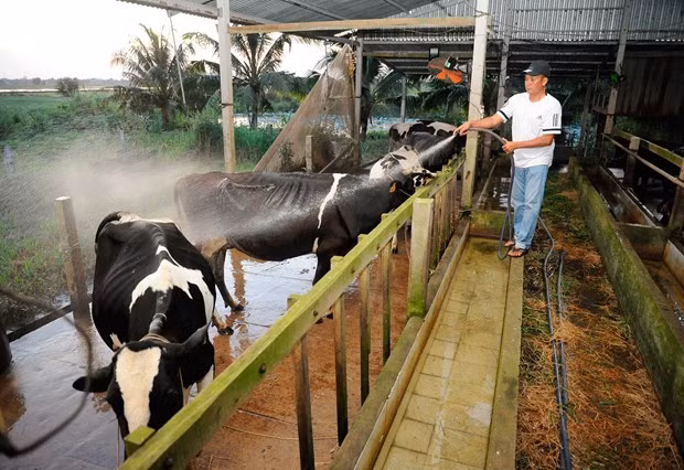 ​ចំណុចភ្លឺពីគម្រោងចិញ្ចឹមគោនៅខេត្ត សុកត្រាំង ảnh 3