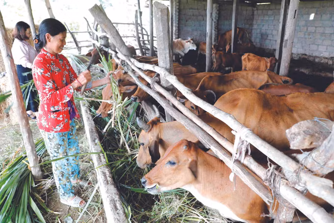 ខេត្ត និញធន់ កែលម្អហ្វូងគោយកសាច់ ផ្តល់ប្រសិទ្ធភាពសេដ្ឋកិច្ចខ្ពស់ ảnh 1