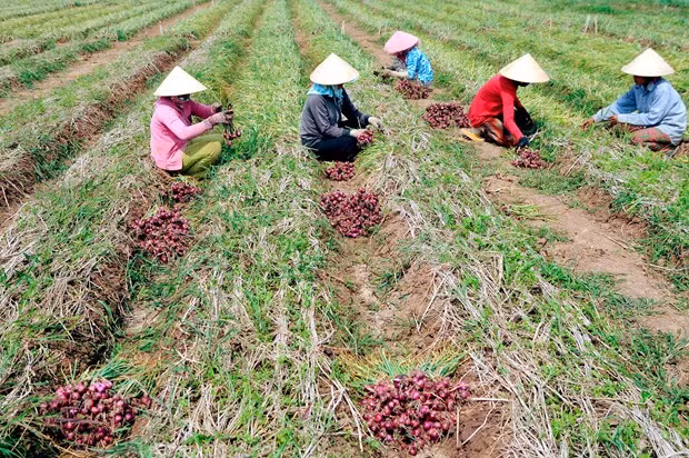 ខេត្ត សុកត្រាំង ទាញយកប្រៀបខ្លាំងផលិតកម្មកសិកម្ម ảnh 4