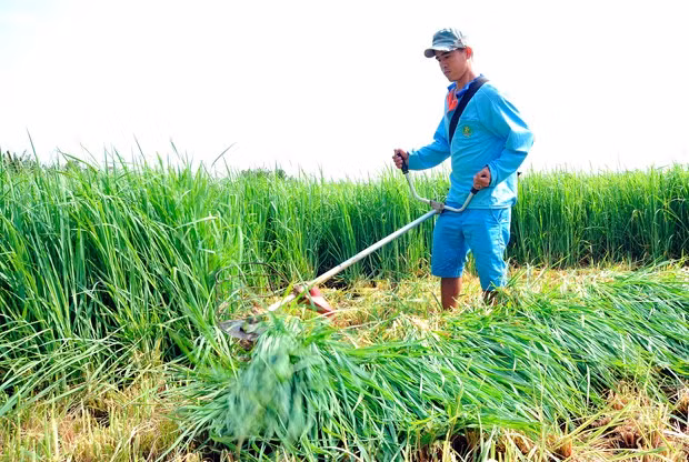 ​ចំណុចភ្លឺពីគម្រោងចិញ្ចឹមគោនៅខេត្ត សុកត្រាំង ảnh 1