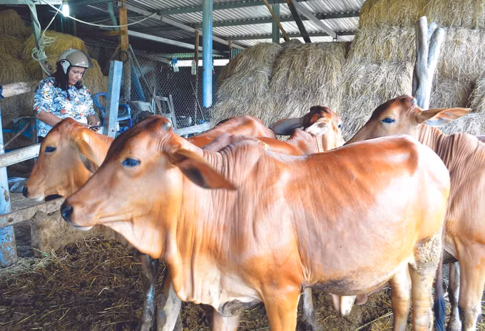 ខេត្ត និញធន់ កែលម្អហ្វូងគោយកសាច់ ផ្តល់ប្រសិទ្ធភាពសេដ្ឋកិច្ចខ្ពស់ ảnh 3