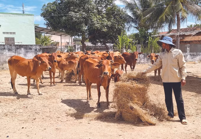 ខេត្ត និញធន់ កែលម្អហ្វូងគោយកសាច់ ផ្តល់ប្រសិទ្ធភាពសេដ្ឋកិច្ចខ្ពស់ ảnh 2