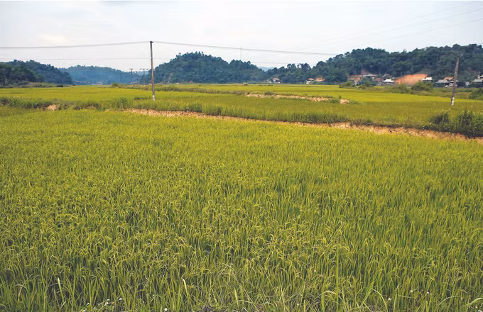 ការផ្លាស់ប្តូរថ្មីនៅដែនដីមូលដ្ឋានបដិវត្តន៍ មឿងផាំង ảnh 2