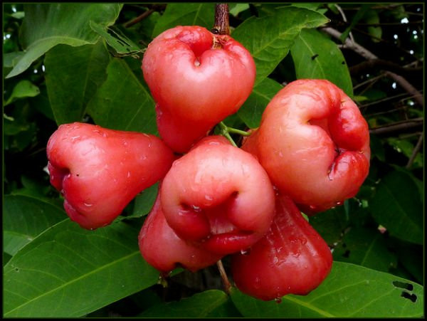 ប្រយោជន៍របស់ផ្លែជម្ពូ ảnh 1