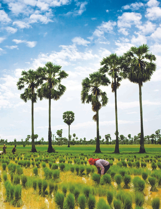 រដូវស្ទូងស្រូវនៅខេត្ត តីនិញ ảnh 1