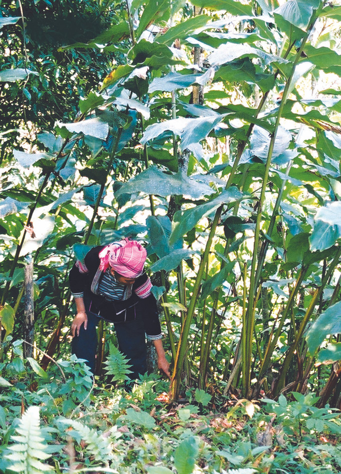 ជនជាតិ ម៉ុង នៅ ឡាយចូវ ក្លាយជាអ្នកមាន ដោយដាំដើមក្រវាញ ảnh 1