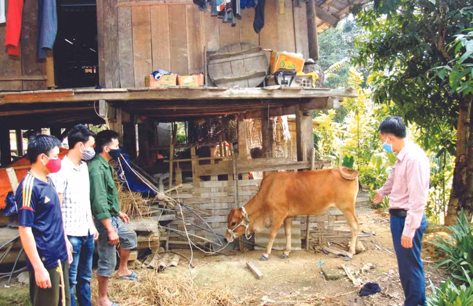ស្រុក ថានអ្វៀន ខិតខំប្រឹងប្រែងកាត់បន្ថយភាពក្រីក្រ ảnh 2