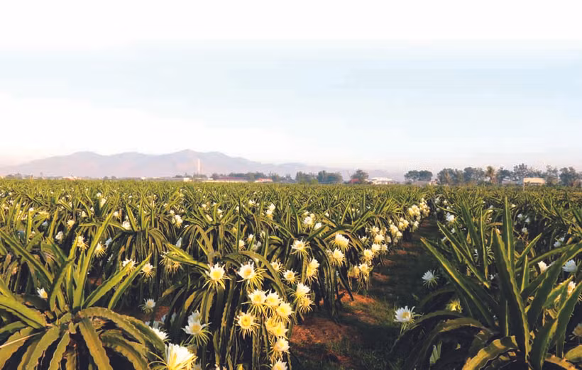 នាពេលបច្ចុប្បន្ននេះ ខេត្ត ប៊ិញធន់ មានតំបន់ដាំស្រកានាគចំនួន ៧៨ នៅលើភូមិសាស្រ្តខេត្តត្រូវបាននាយកដ្ឋានការពាររុក្ខជាតិផ្តល់លេខកូដហើយ