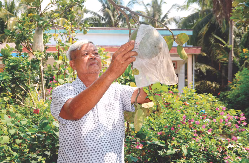 លោក គីម រួន ថែទាំចម្ការដំណាំហូបផ្លែរបស់គ្រួសារ