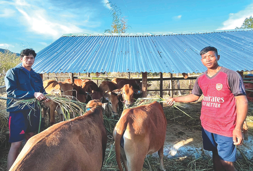 ត្រូវបានរដ្ឋឧបត្ថម្ភគោបន្តពូជ បង ស៊ីវ ឡូហ៍ (ខាងឆ្វេង) នៅភូមិ ហ្វាត់ ឃុំ អាយុន សប្បាយចិត្តយ៉ាងខ្លាំង ចាត់ទុកជាកម្លាំងចលករដើម្បីឈោងឈានឡើងរួចផុតពីភាពក្រីក្រ