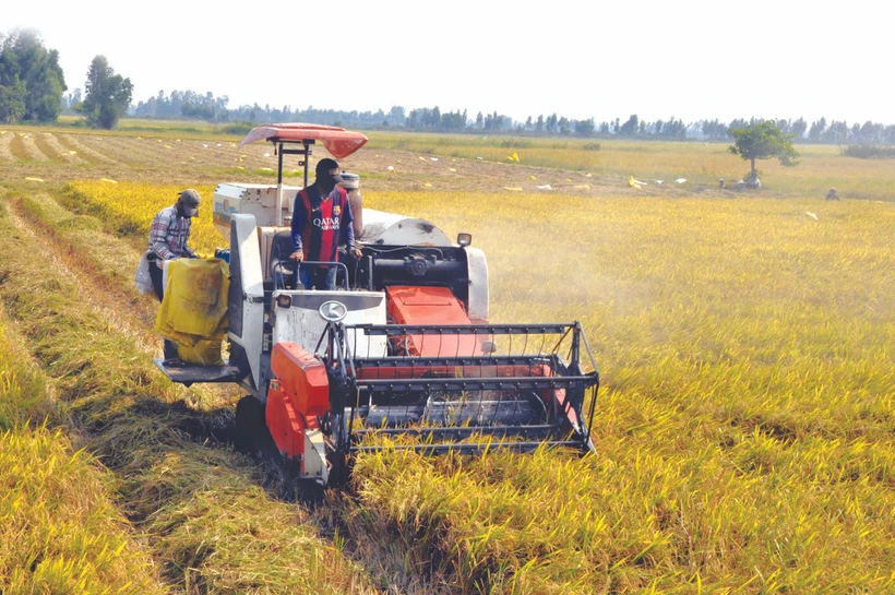ខេត្ត គៀនយ៉ាង បើកទូលាយផ្ទៃដីវាលស្រែទ្រង់ទ្រាយធំផ្សារភ្ជាប់ជាមួយនឹងការលក់ដូរផលិតផលពីមួយជំហានទៅមួយជំហាន