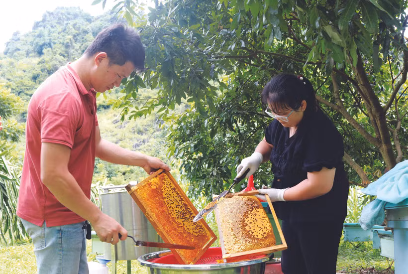 ប៉ុន្មានឆ្នាំថ្មីៗ នេះ របរចិញ្ចឹមឃ្មុំយកទឹកឃ្មុំបានបើកចេញទិសដៅថ្មីសម្រាប់អភិវឌ្ឍសេដ្ឋកិច្ច ជួយលុបបំបាត់ភាពអត់ឃ្លានកាត់បន្ថយភាពក្រីក្រ សម្រាប់ក្រុមគ្រួសារកសិករជាច្រើននៅខេត្ត កាវបាំង