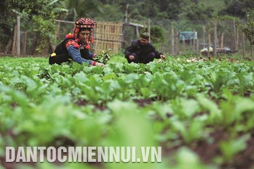 លោក ពើយ៉ឹនស៊ិញ - គំរូធ្វើសេដ្ឋកិច្ចពូកែ