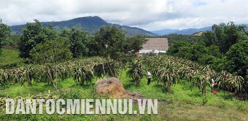 ស្រកានាគសាច់ក្រហម - ដំណាំបំបាត់ភាពក្រីក្រនៅ កនរ៉ី