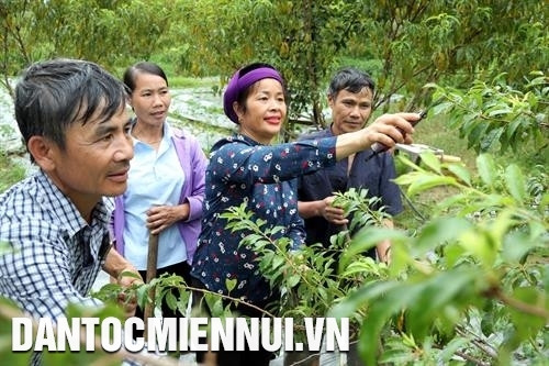 "អ្នកបើកផ្លូវនាំមុខ" របស់ភូមិ ស៊ីនចាយអា