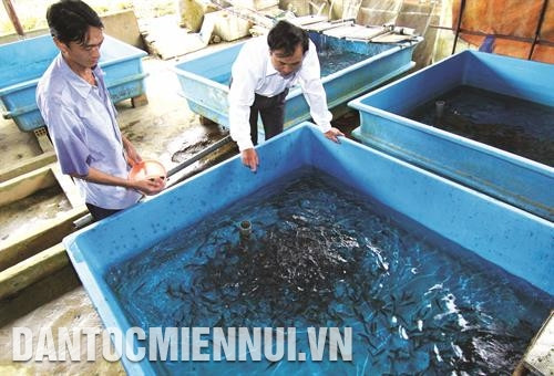 បច្ចេកទេសចិញ្ចឹមត្រីសាល់ម៉ុង Oncorhynchus mykiss ទឹកត្រជាក់